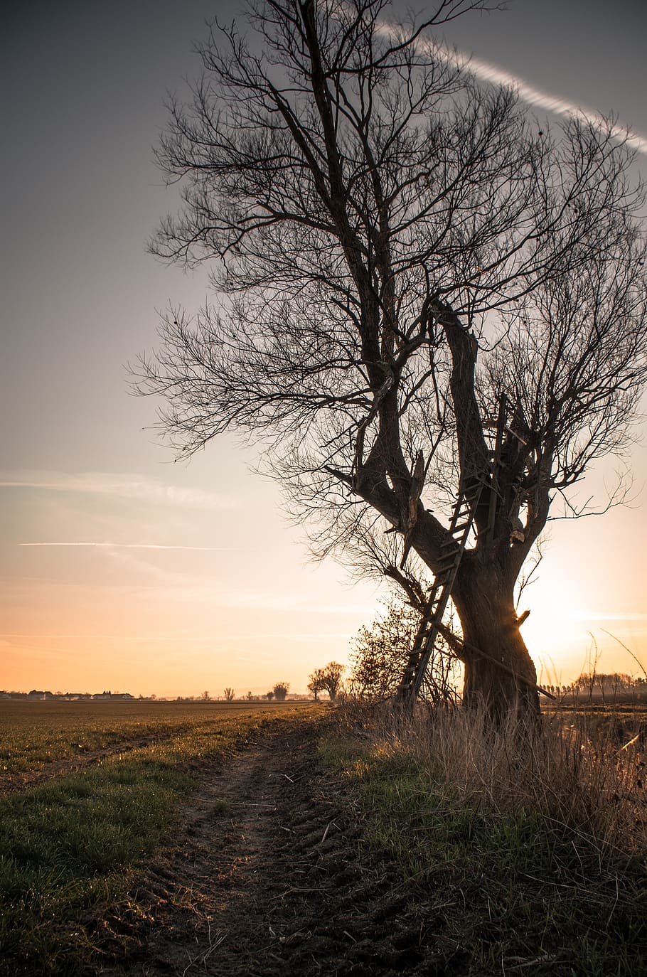 sky, sunset, sunrise, tree, plant, ladder, field, nature, path HD wallpaper