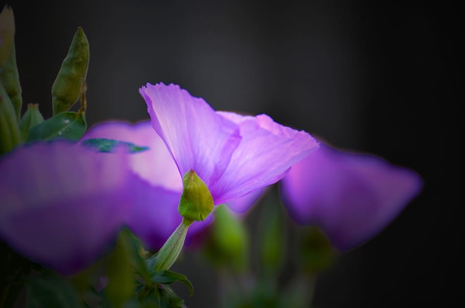 flower, nature, flora, leaf, outdoors, garden, natural, plant HD wallpaper