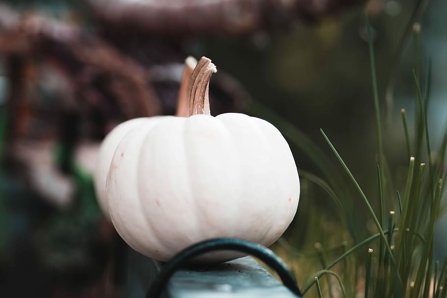 white garlic near green leafed plant, pumpkin, autumn, fall HD wallpaper