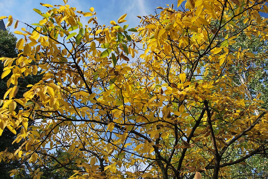 tree, foliage, autumn, yellow, orange, autumn gold, nature HD wallpaper