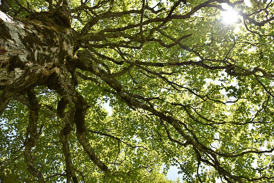 acer pseudoplatanus, mountain maple, tree, deciduous tree, aesthetic