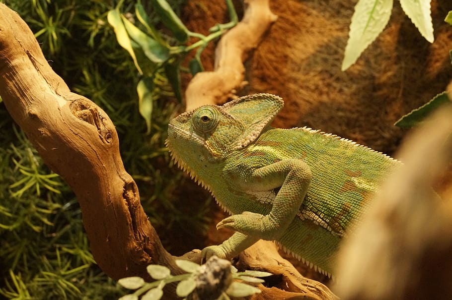 chameleon, yemen chameleon, animal, tropical, reptile, animal themes, HD wallpaper