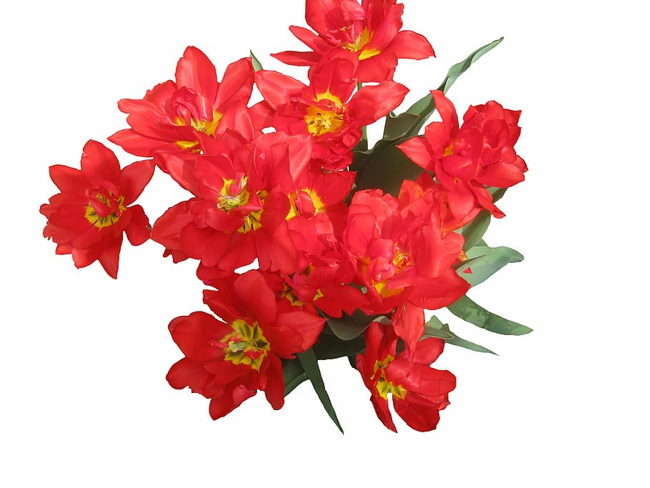 Tulips, Spring, Flowers, Flora, red, bouquet, love, nature HD wallpaper