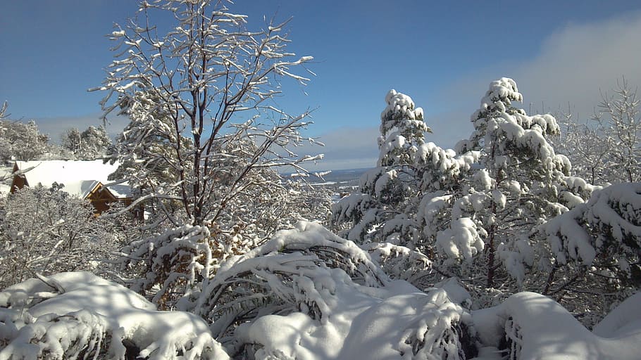 snowscape, winter, winter magic, winter dream, winter bushes HD wallpaper