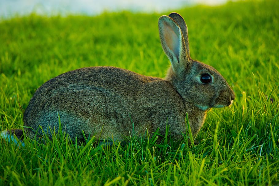 rabbit, brown bunny, wild rabbit, grass, animal, animal themes HD wallpaper