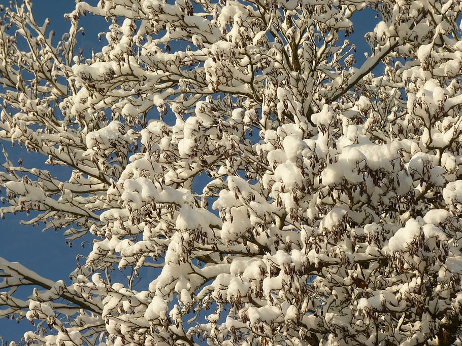 winter, snow, snowy, tree, branch, cold, white, nature, frost HD wallpaper