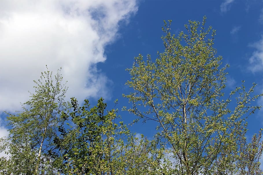sky, clouds, blue, white, green, trees, branches, nature, sunny HD wallpaper