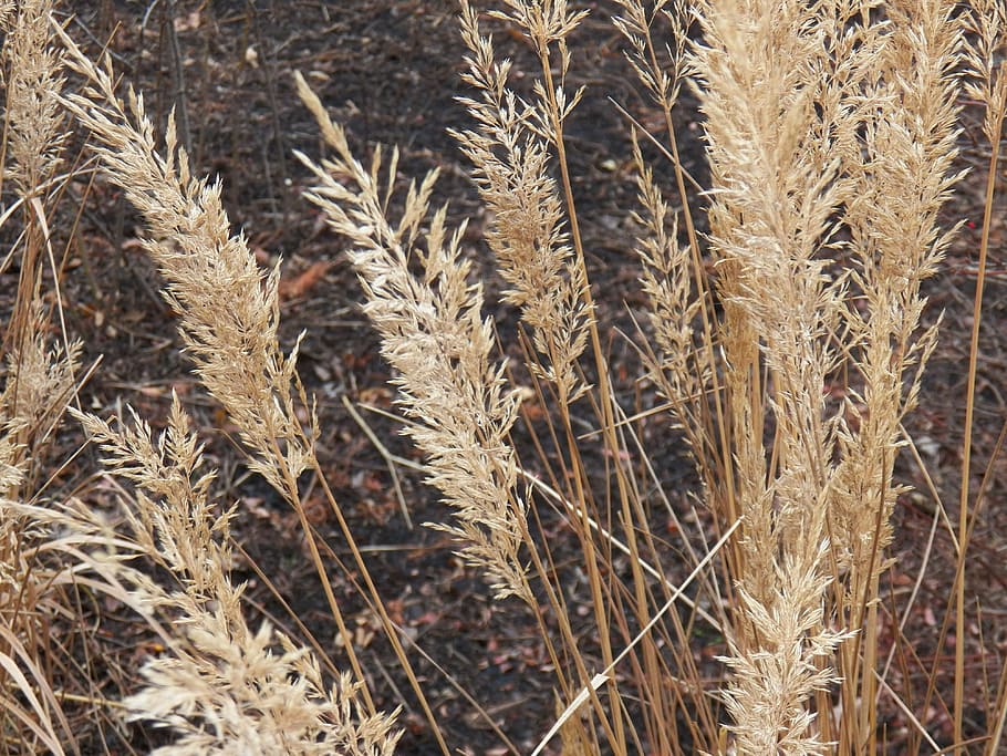 Autumn, Grass, Wheat, Foliage, park, october, november, september HD wallpaper