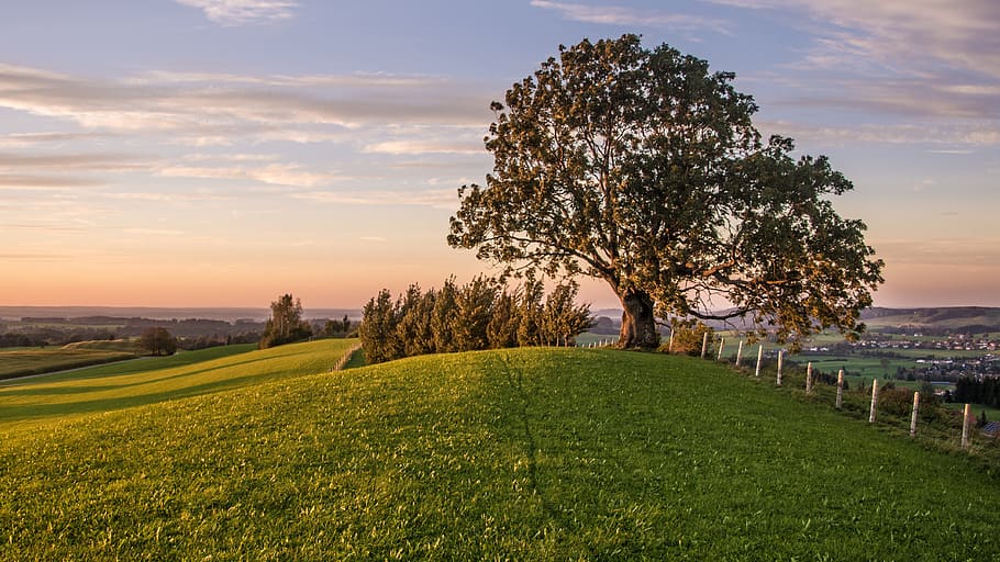 Tree, Hill, Grass, Rural, Fence, wide, sky, sunset, evening HD wallpaper
