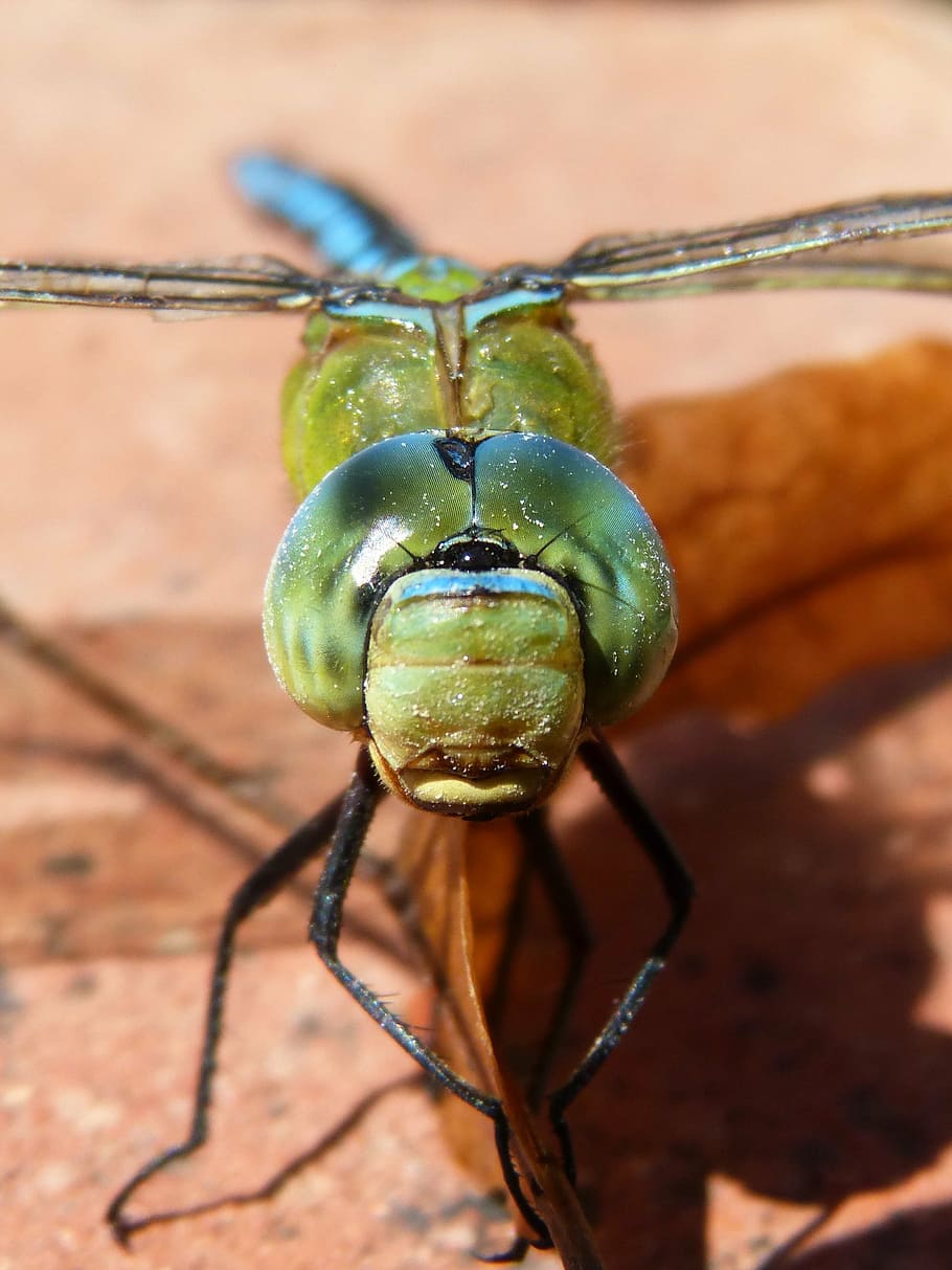 dragonfly, blue dragonfly, aeshna affinis, eyes compounds, detail, HD wallpaper