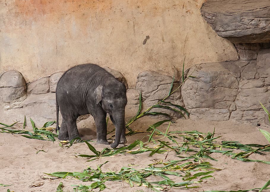 baby elephant, animal, pachyderm, wilderness, young elephant