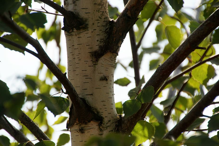 birch, tree, leaves, nature, bark, wood, aesthetic, tribe, deciduous tree HD wallpaper