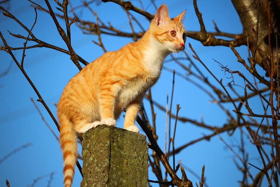 cat, kitten, mackerel, red mackerel tabby, red cat, cat baby HD wallpaper