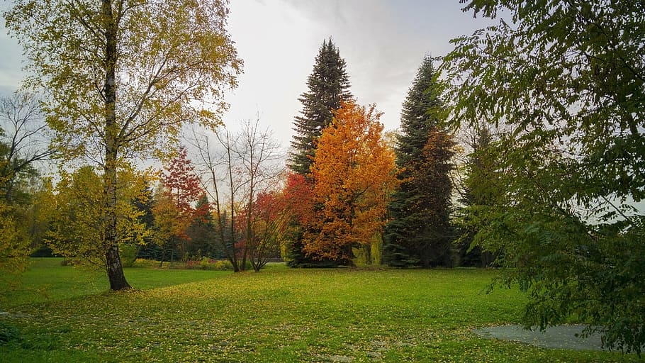 park, tree, foliage, october, nature, landscape, autumn gold HD wallpaper