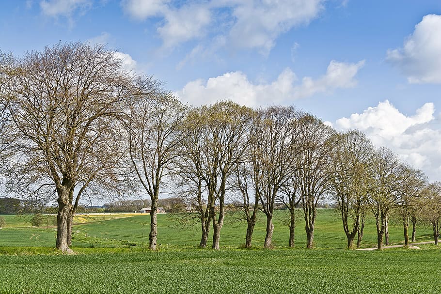 trees on grass, allé, natural, spring, road, sky, plant, cloud - sky HD wallpaper