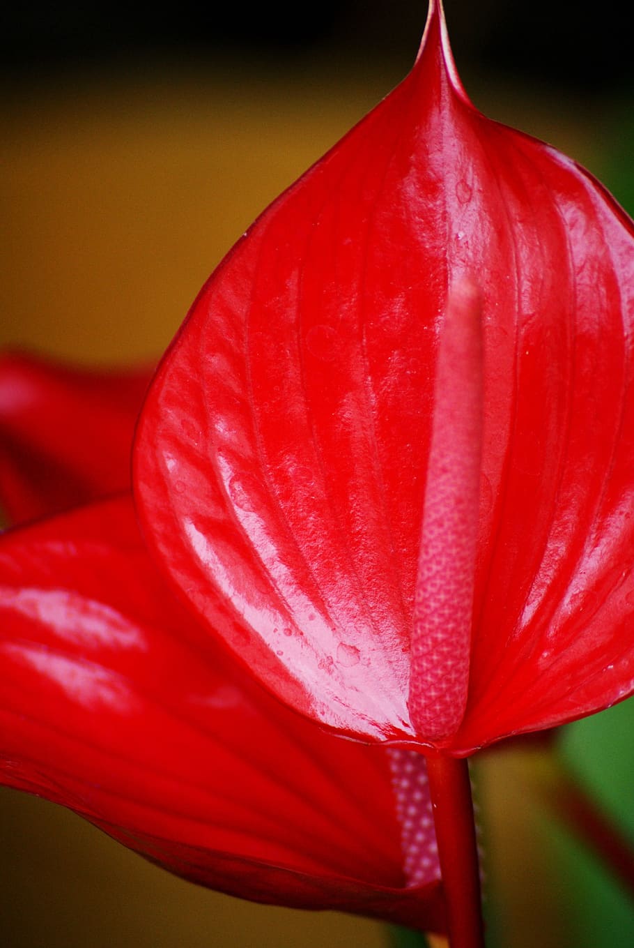 flower, arum, red, close-up, freshness, flowering plant, petal HD wallpaper