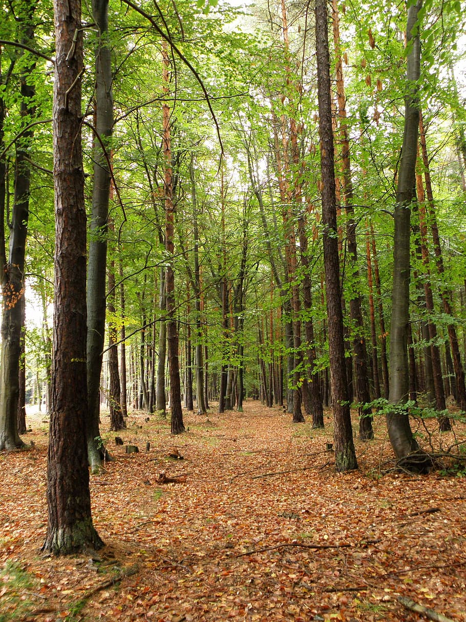 forest, beech, pine, trees, nature, leaf, autumn, outdoors HD wallpaper