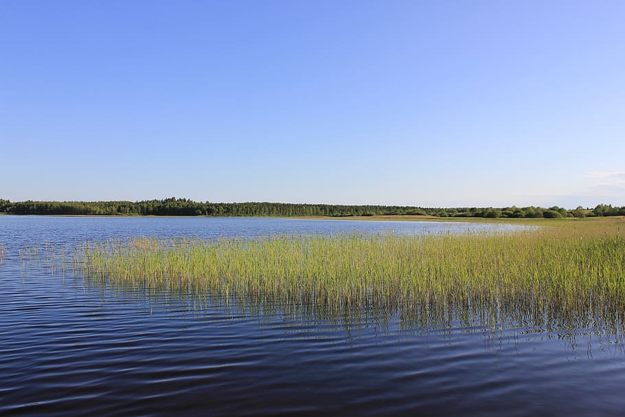 beach, lake, nature, water, tranquility, plant, scenics - nature HD wallpaper