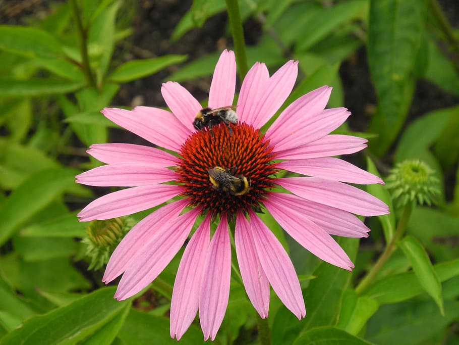 Sun Hat, Bumblebees, Pollination, nectar, garden, nature, blossom HD wallpaper