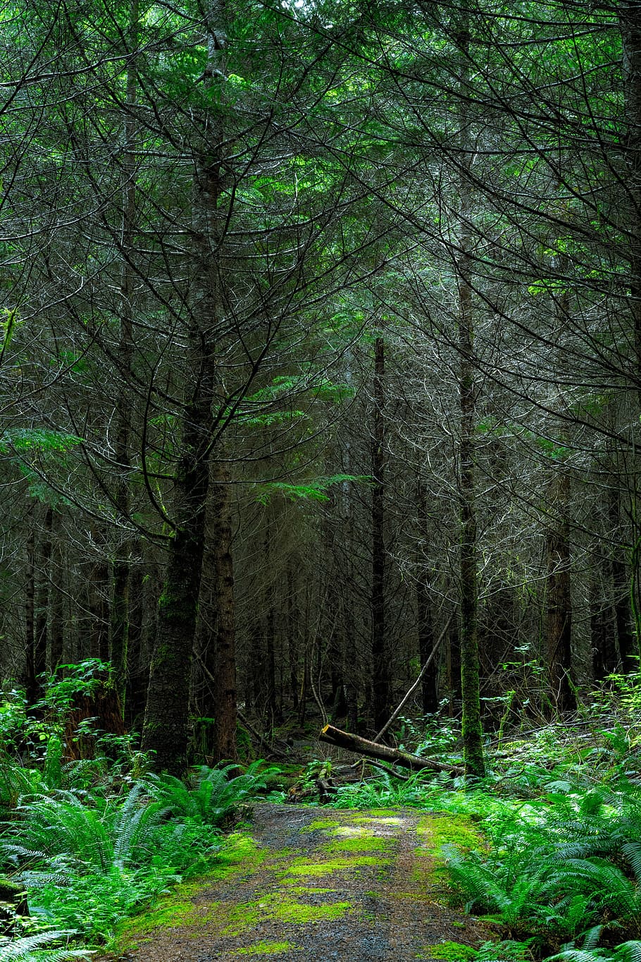 green leaf trees, environment, forest, ground, idyllic, leaves HD wallpaper