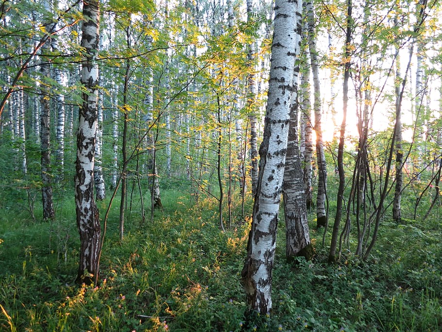 forest, light, summer, forests, trees, nature, sun, plant, land HD wallpaper