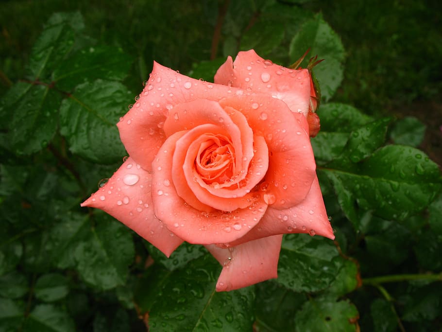 rose, wet, dew, blossom, beautiful, bloom, flower, garden, droplets HD wallpaper