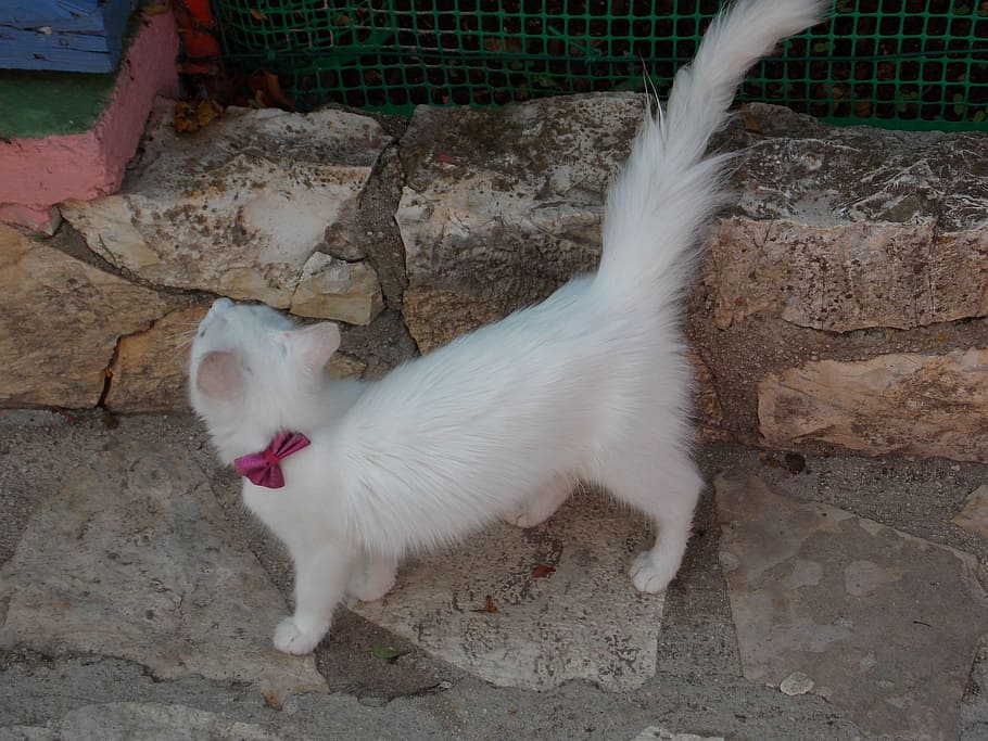 White, Cat, Cute, Pet, Animal, Feline, domestic, kitten, fur HD wallpaper