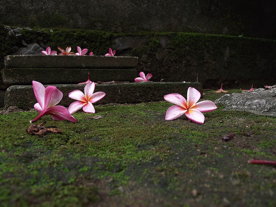 Flowers, Tranquility, environment, floral, relaxation, peace HD wallpaper