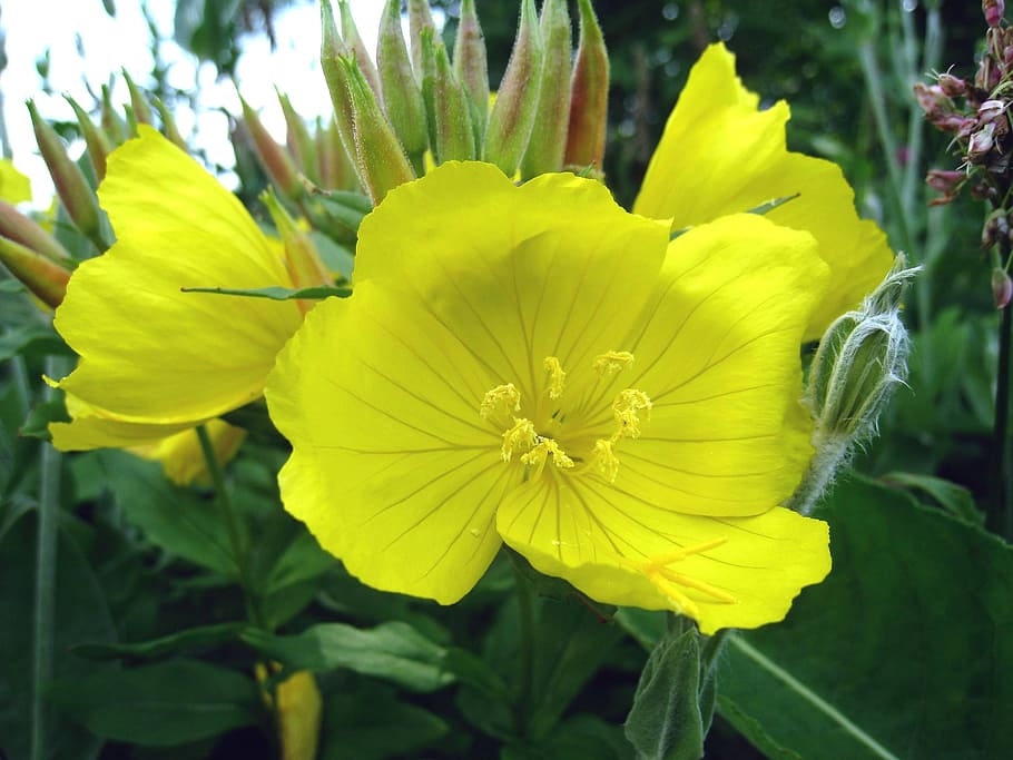 flower, yellow, summer, leaf, green, flowering plant, beauty in nature HD wallpaper