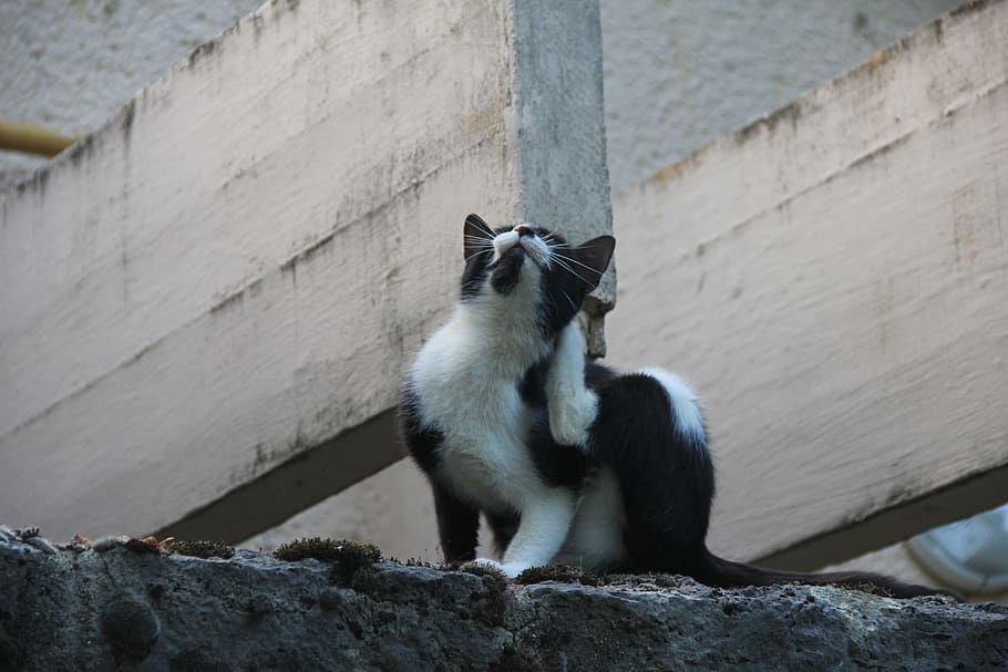 Cat, Gray, Pets, scratching, animal themes, day, mammal, one animal HD wallpaper