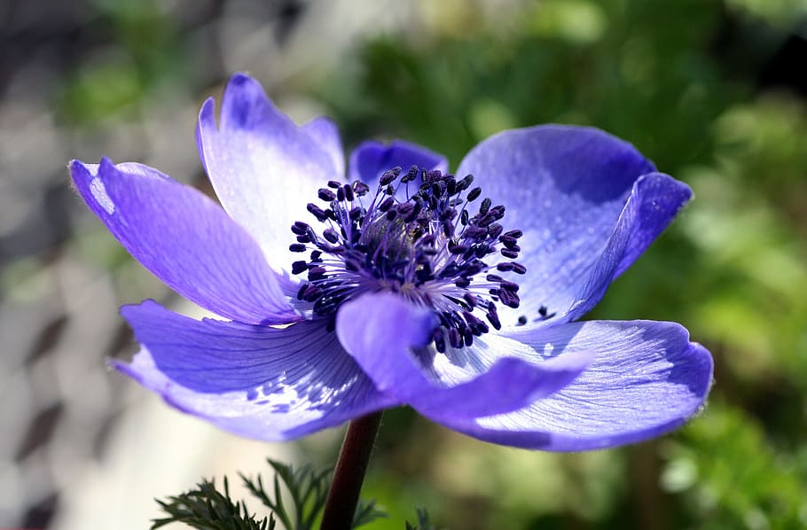 flower, macro, nature, flora, petal, pistil, flowering plant HD wallpaper