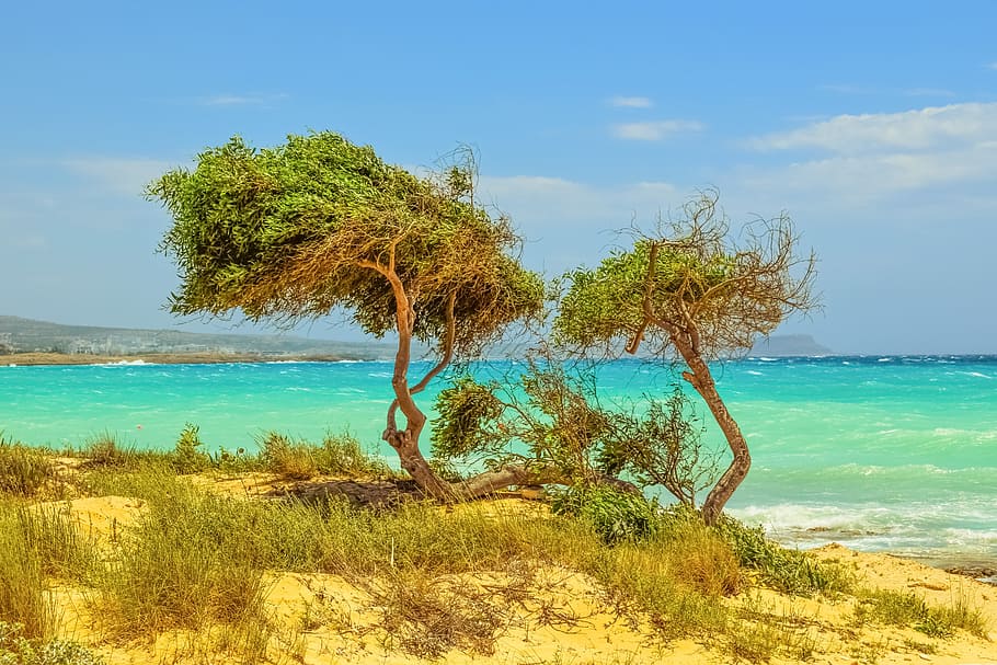 Tree, Dunes, Sea, Beach, Nature, Scenery, horizon, landscape HD wallpaper