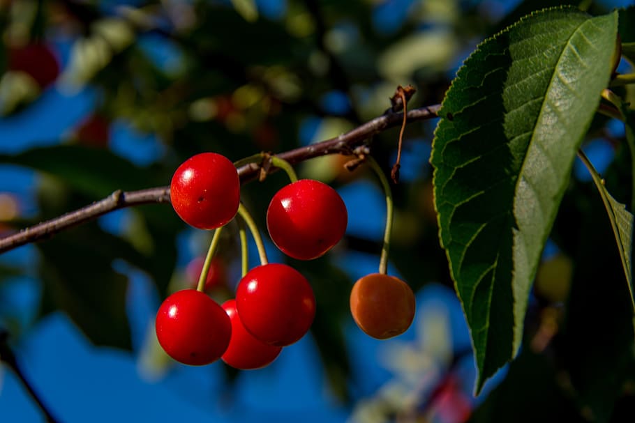 Cherries, Branch, Cherry, Red, agriculture, foliage, tree, fruit HD wallpaper