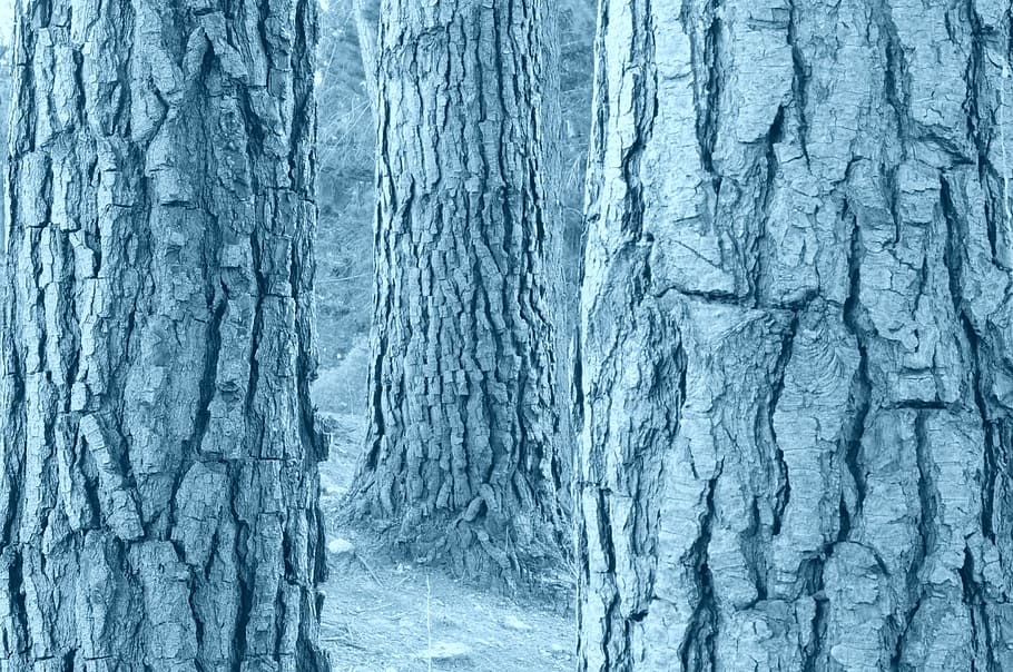 tree, trunks, black and white, nature, wood, bark, forest, winter HD wallpaper
