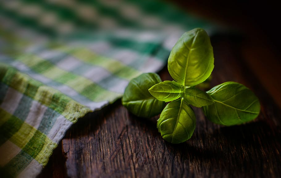basil, leaf, herb, food, fresh, green, ingredient, healthy HD wallpaper