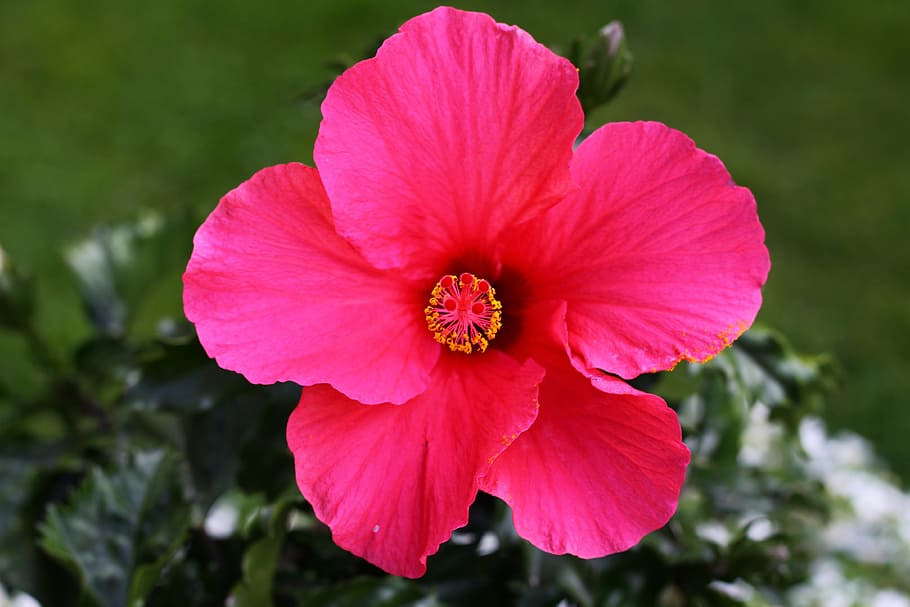 red, blossom, bloom, flower, stamp, flora, close, green, flowering plant HD wallpaper
