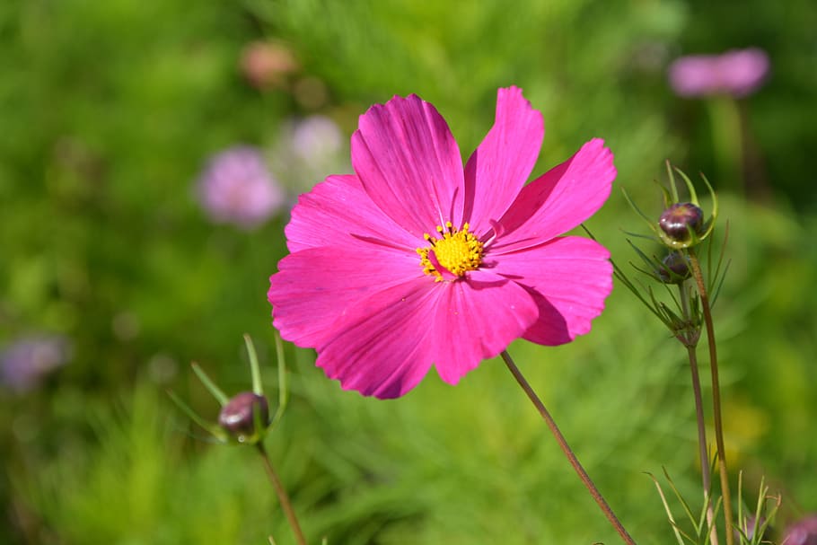 flower, pink flower fuschia, nature, garden, flowers, flowering, HD wallpaper