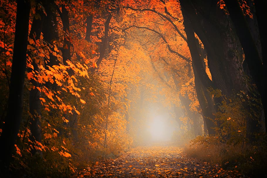 orange trees, light, away, road, path, forest, autumn, red HD wallpaper