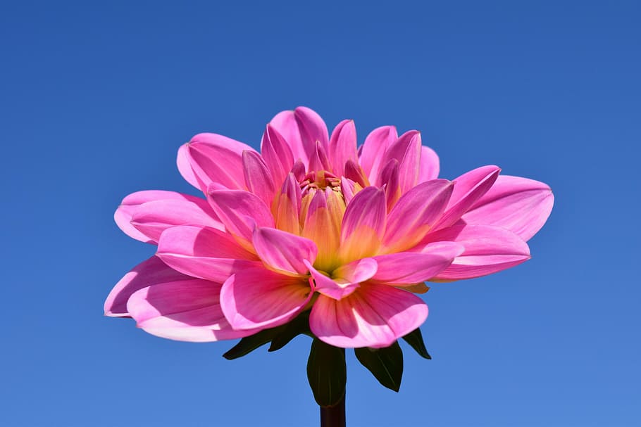 pink and yellow petaled flower photography, dahlia, blossom, bloom, HD wallpaper