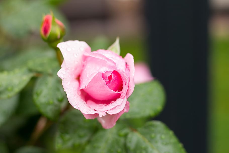 rose, summer, rain, pink, blossom, bloom, garden rose, drop of water HD wallpaper