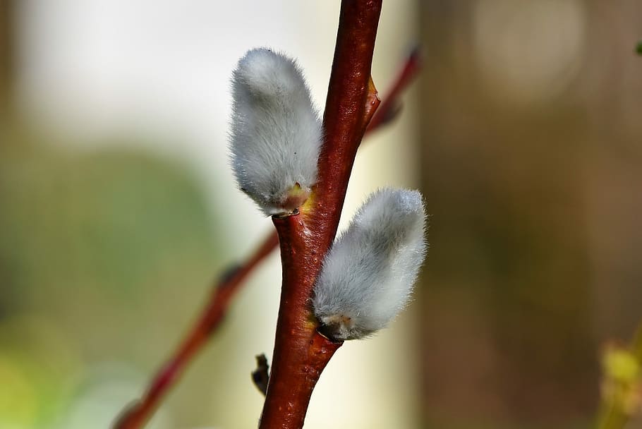 gray leaf selective focus photography, palm kitten, willow catkin