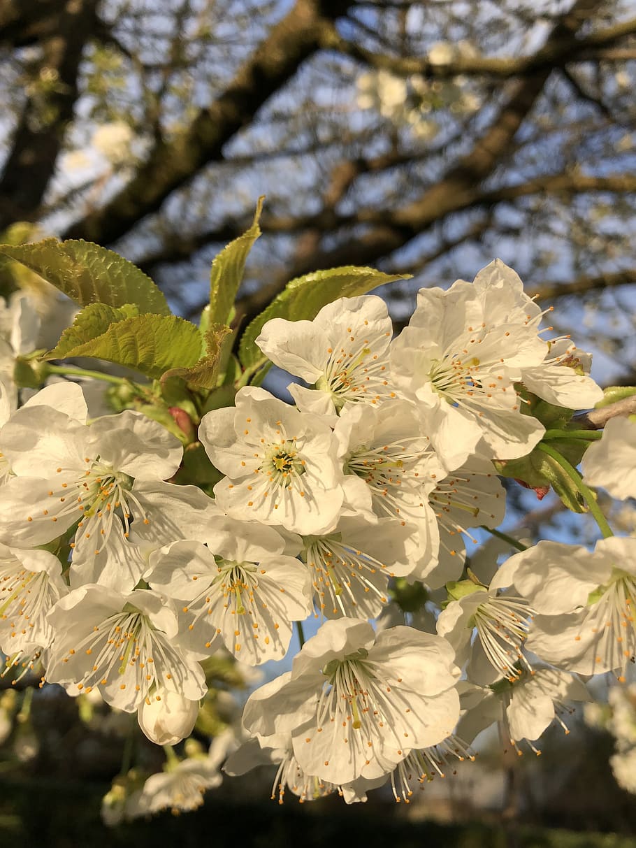 cherry blossom, tree, spring, bloom, branch, bud, nature, flowering twig HD wallpaper