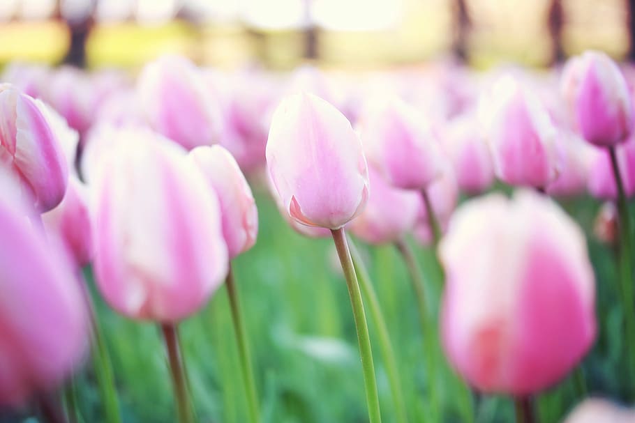 pink Tulip flower field under blue sky, nature, springtime, pink Color HD wallpaper
