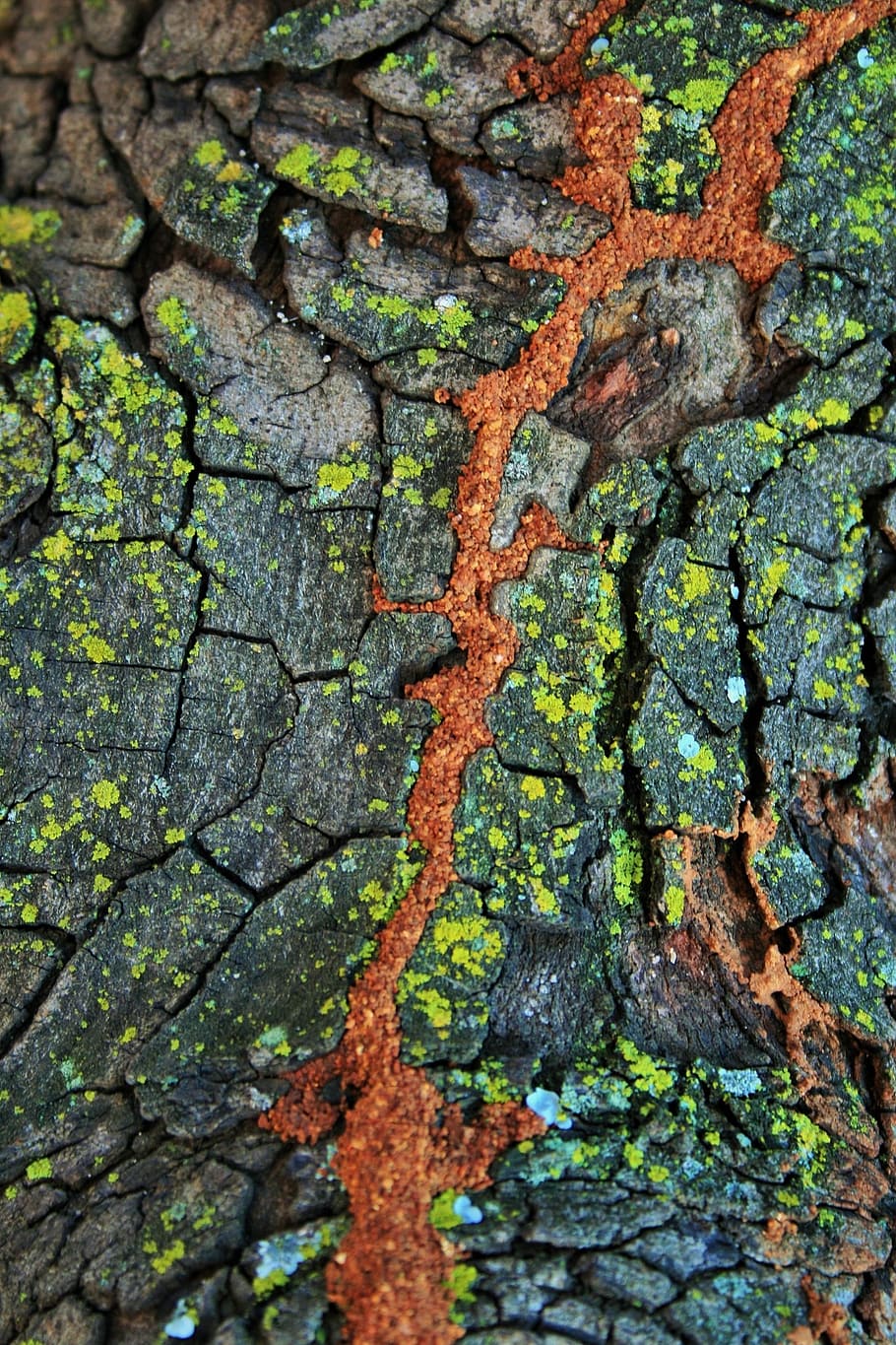 tree, trunk, bark, lichen, moss, crevice, soil, red, textured HD wallpaper