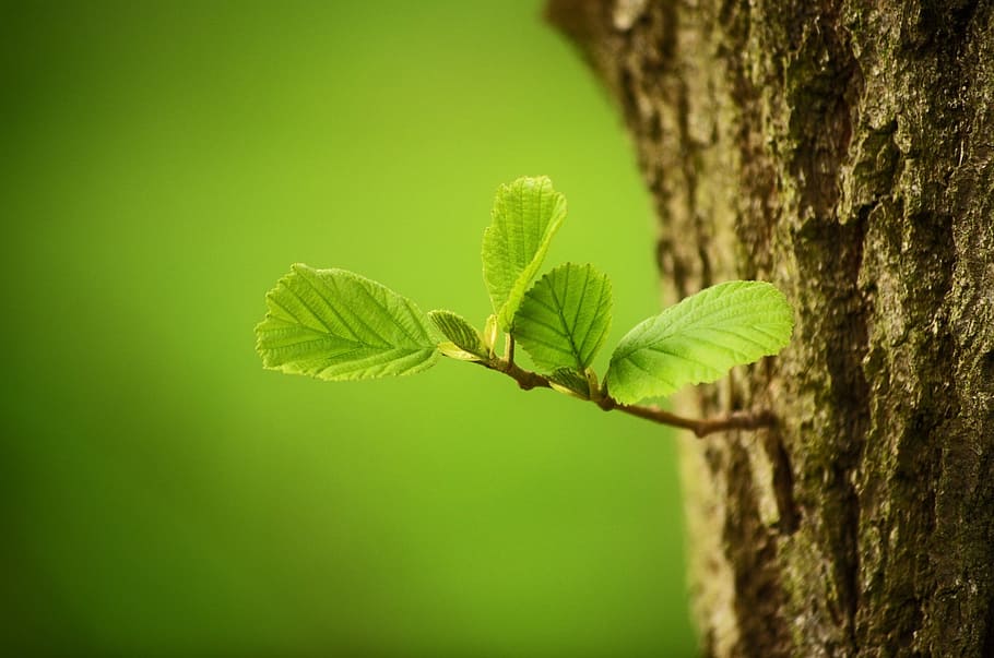 green leaf plant on tree, trees, leaves, nature, forest, macro HD wallpaper