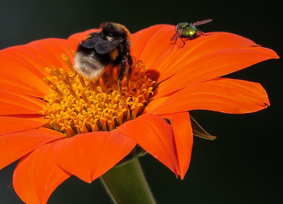 Hummel, Fly, Flower, Nature, red, blossom, bloom, nectar, insect HD wallpaper