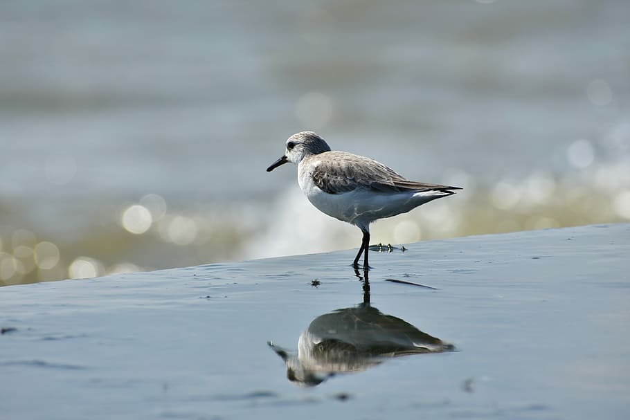 brown bird on body of water, animal, sea, beach, wave, wild birds HD wallpaper