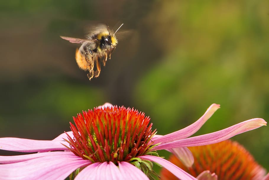 shallow focus photography of honey bee near flower, bumblebee HD wallpaper
