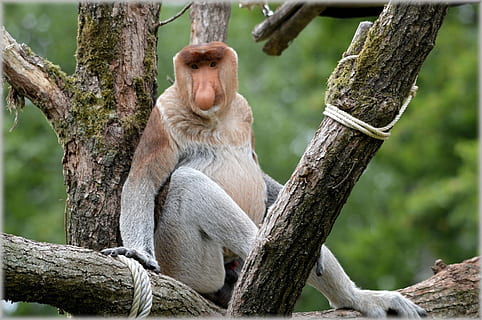 primate sitting on tree branch, proboscis monkey, rare, wild HD wallpaper