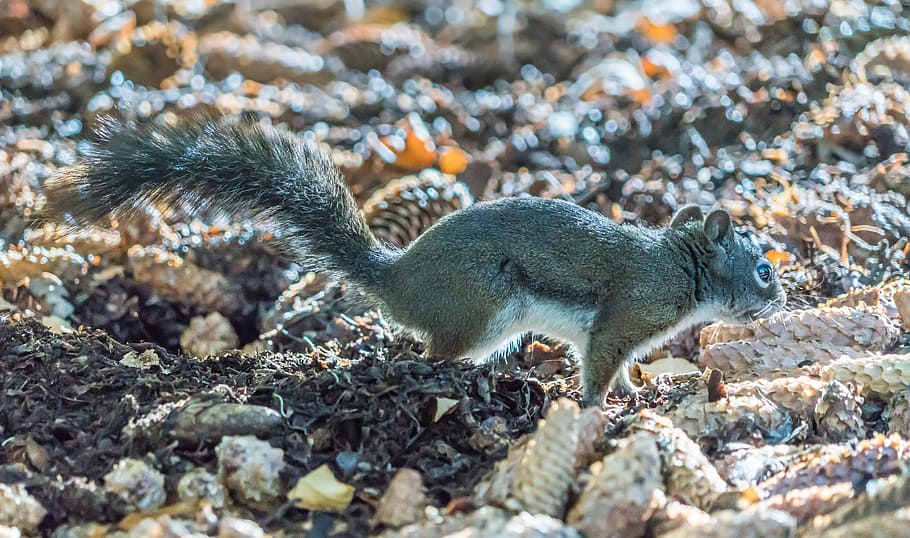squirrel, pine cones, brown, animal, cute, fluffy, forest, fur HD wallpaper